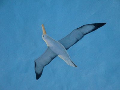 Seagull by Arturo Zapata, Painting